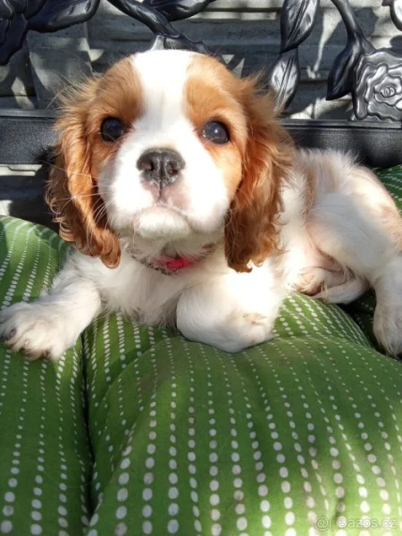 Kavalír king Charles Španěl