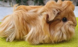 Prodám dlouhosrstá morčata peruánce, lunkarye