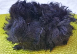 Prodám dlouhosrstá morčata peruánce, lunkarye