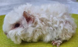 Prodám dlouhosrstá morčata peruánce, lunkarye