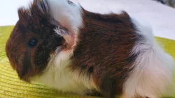 Prodám dlouhosrstá morčata peruánce, lunkarye