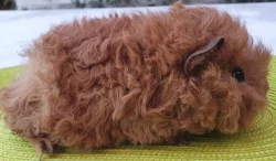 Prodám dlouhosrstá morčata peruánce, lunkarye