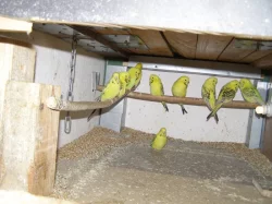 Andulky texax, amazoňan velký oratrix