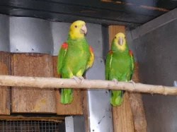 Andulky texax, amazoňan velký oratrix