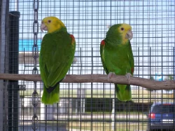 Andulky texax, amazoňan velký oratrix