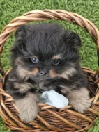 Štěňátka Pomeranian