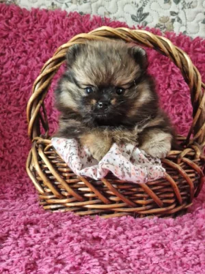 Štěňátka Pomeranian