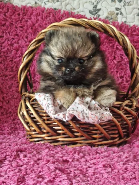 Štěňátka Pomeranian