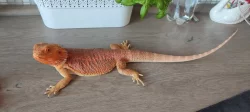 Agama