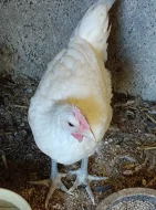 Kohout Bresse gauloise