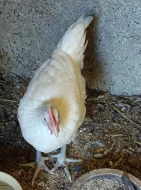 Kohout Bresse gauloise