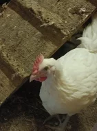 Kohout Bresse gauloise