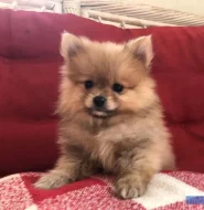 štěňata pomeraniana s pp