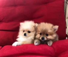 štěňata pomeraniana s pp