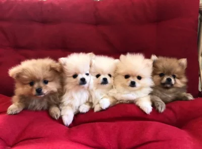 štěňata pomeraniana s pp