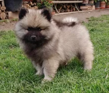 Německý špic vlčí / keeshond prodám krásná štěňata s PP