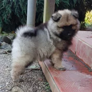 Německý špic vlčí / keeshond prodám krásná štěňata s PP