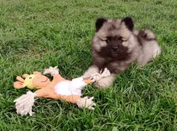 Německý špic vlčí / keeshond prodám krásná štěňata s PP