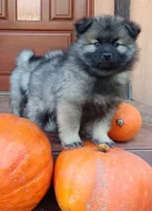 Německý špic vlčí / keeshond prodám krásná štěňata s PP