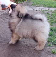 Německý špic vlčí / keeshond prodám krásná štěňata s PP