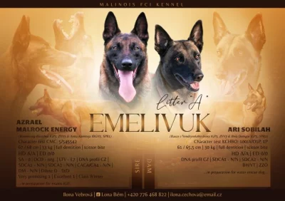 Belgický ovčák malinois