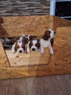 Welššpringršpaněl s PP - štěně - pejsek