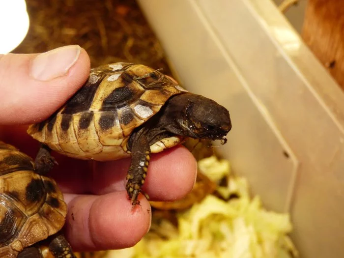Želva zelenavá (Testud hermanni) vlastní odchov