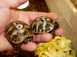 Želva zelenavá (Testud hermanni) vlastní odchov