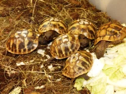 Želva zelenavá (Testud hermanni) vlastní odchov