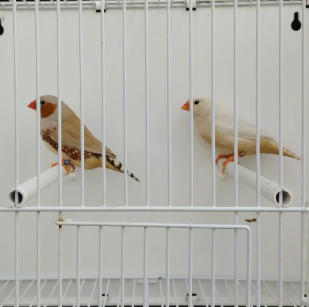 Výstavní zebřičky, stříbrozobky, rýžovníci