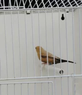 Výstavní zebřičky, stříbrozobky, rýžovníci