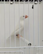 Výstavní zebřičky, stříbrozobky, rýžovníci