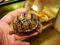 Želva pardálí (Stigmochelys pardalis)