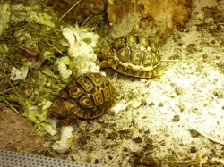 Želva pardálí (Stigmochelys pardalis)