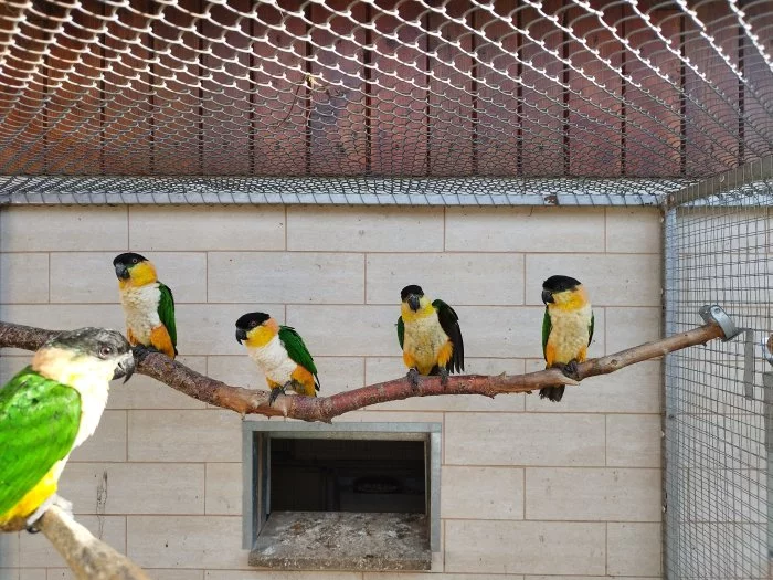 Amazónek černotemenný