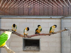 Amazónek černotemenný