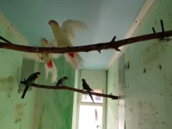 Barnard červenočelý-modrý