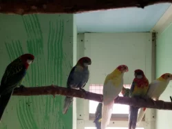 Barnard červenočelý-modrý