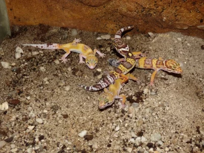 Gekončík noční (Eublepharis macularius)