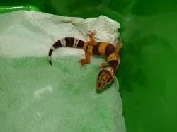 Gekončík noční (Eublepharis macularius)