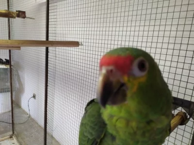 Prodám Amazoňan žlutolící