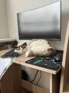 Kocourek ragdoll s PP