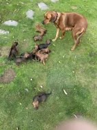 Prodej Rhodéský ridgeback