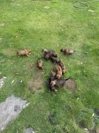 Prodej Rhodéský ridgeback