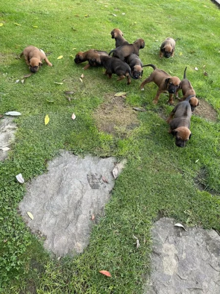 Prodej Rhodéský ridgeback