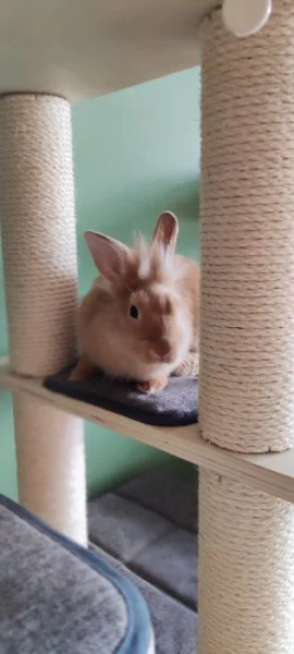 Ouško hledá nový domov