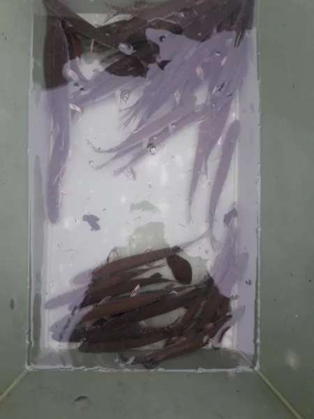 Prodám násadu štiky