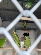 Amazoňan modročelý jižní - xanthopteryx