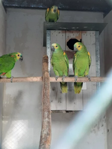 Amazoňan modročelý jižní - xanthopteryx