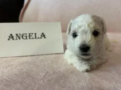 Boloňský psík s PP